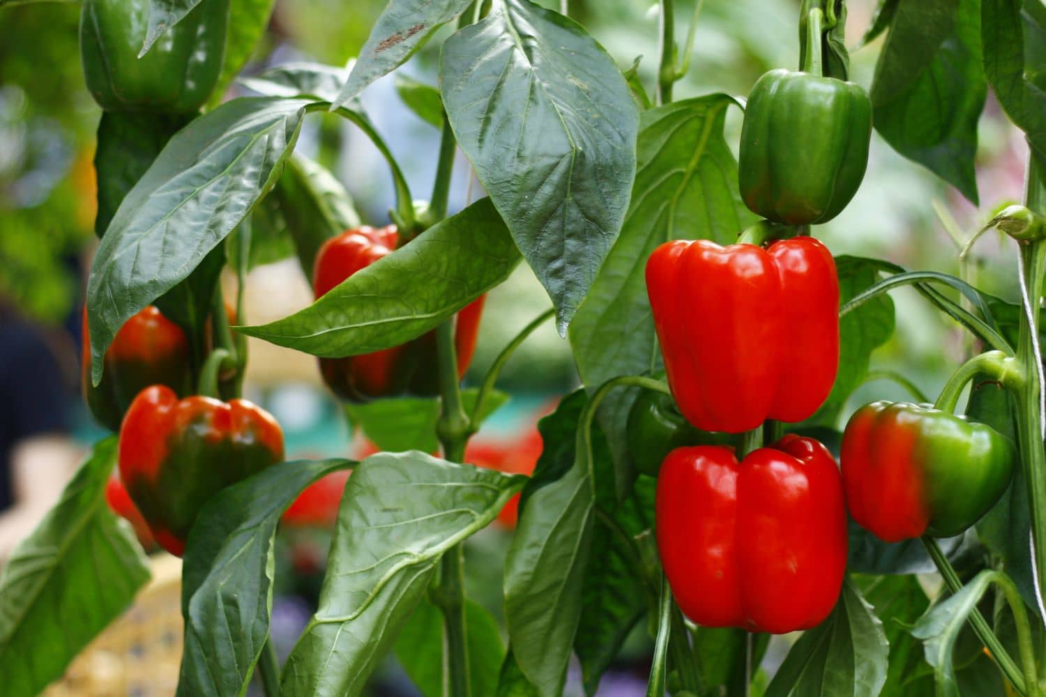 paprika pepper