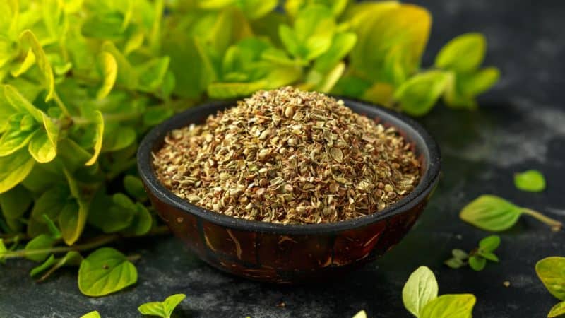 mexican oregano