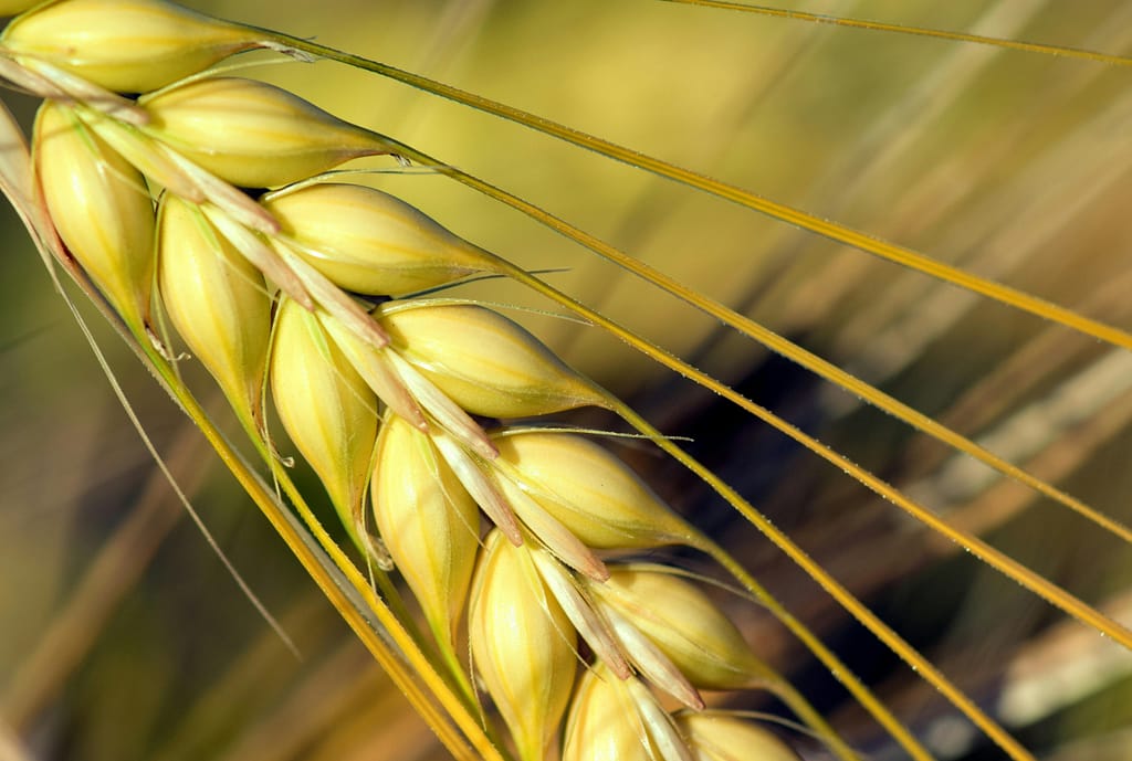 14 Surprising Benefits of Barley Tea for Better Health